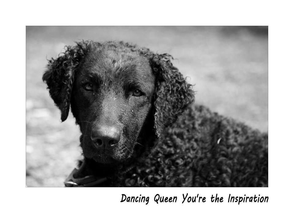CH. Dancing queen you're the inspiration