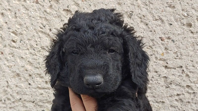 caladans - Curly Coated Retriever - Portée née le 17/10/2019