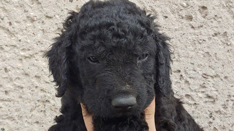 caladans - Curly Coated Retriever - Portée née le 17/10/2019